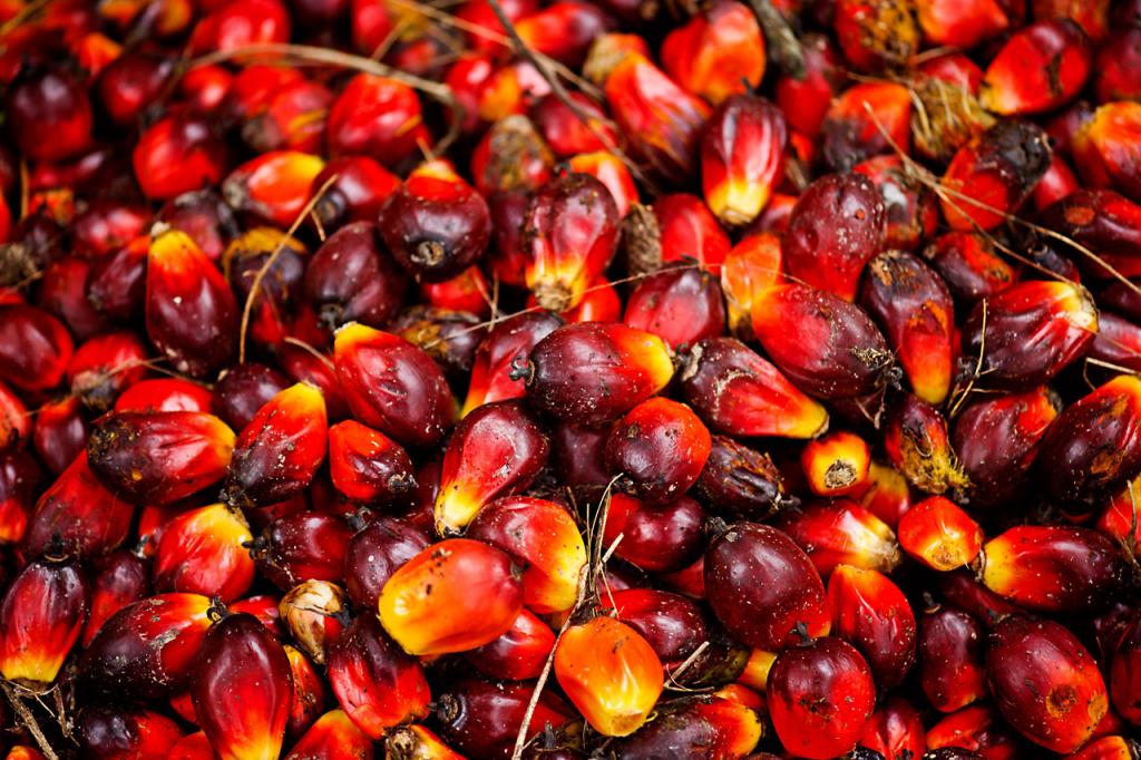 De quoi l'huile de palme est-elle coupable ?