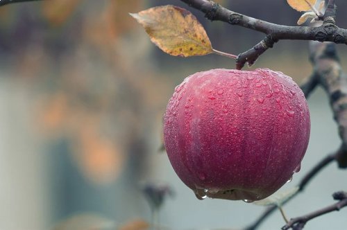 Fruits et légumes de saison : Octobre <em>(de Maryse Travo)</em>