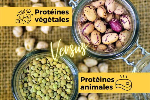 Protéines végétales versus protéines animales : quelle proportion idéale ? <em>(de Pascal Villeroy)</em>